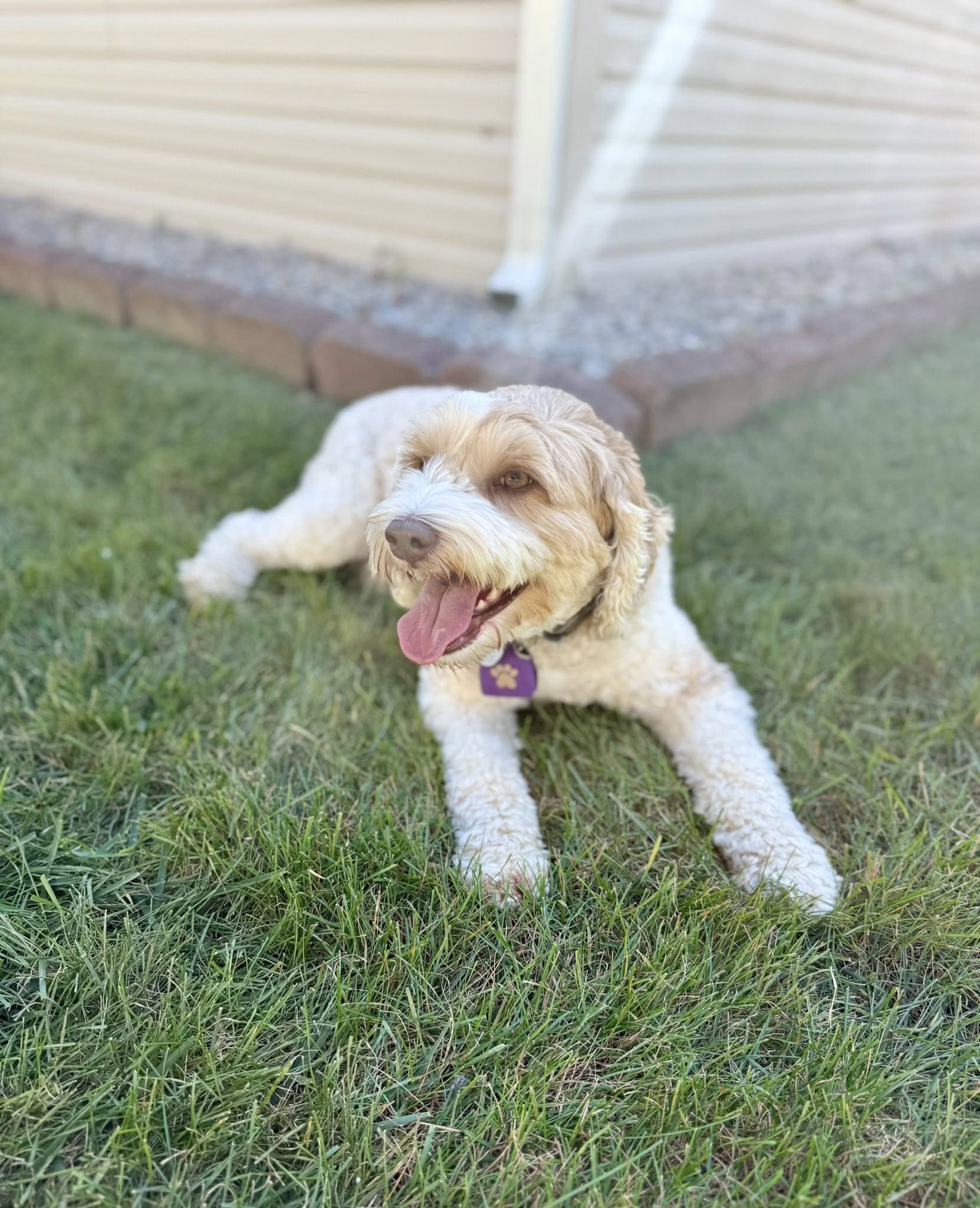 A cream cockapoo stretched out in the grass after a walk