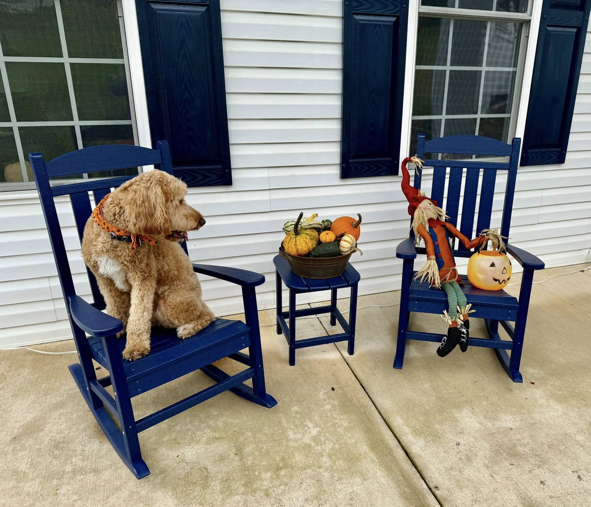 A goldendoodle on the porch beside the autumn gourds