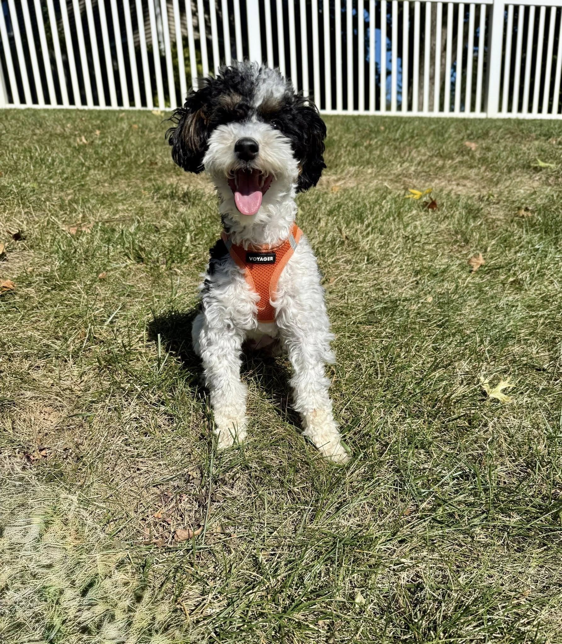 A bernedoodle puppy in an orange harness on the grass